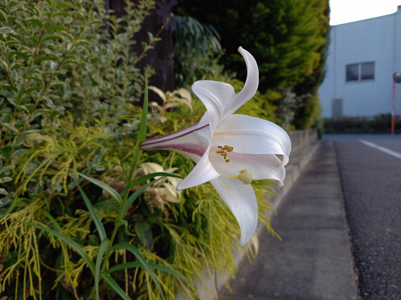 散策中に遭遇した季節外れの花たち 柘榴 Note