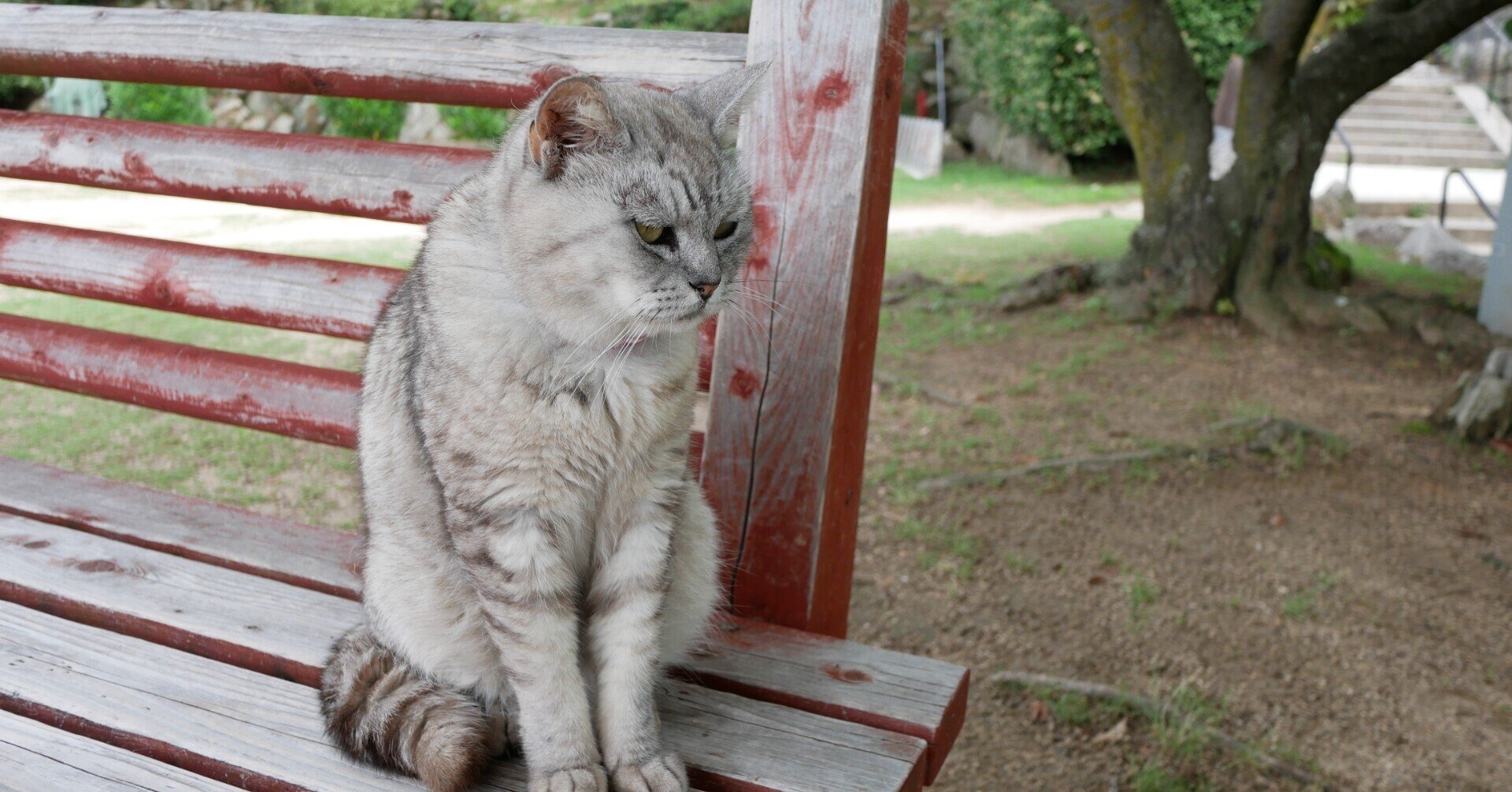 買ってよかったおすすめ猫用品21 いろいろマン Note