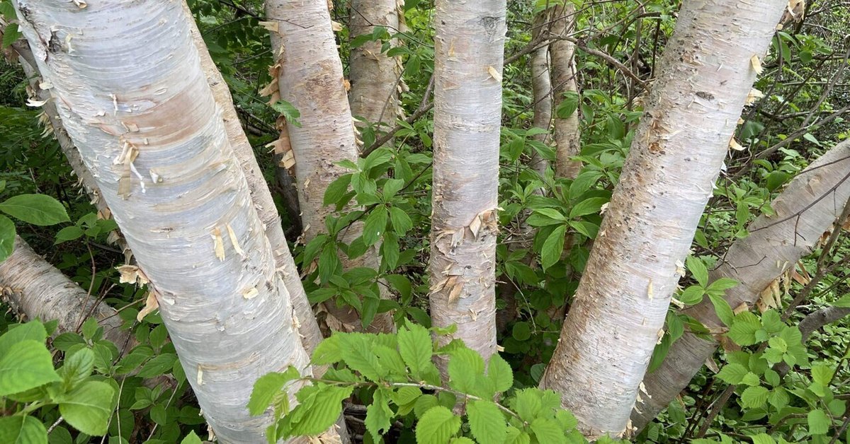 シラカバ 瘤 （後世に残したい。信州 白樺高原のシラカバの樹を100年先  