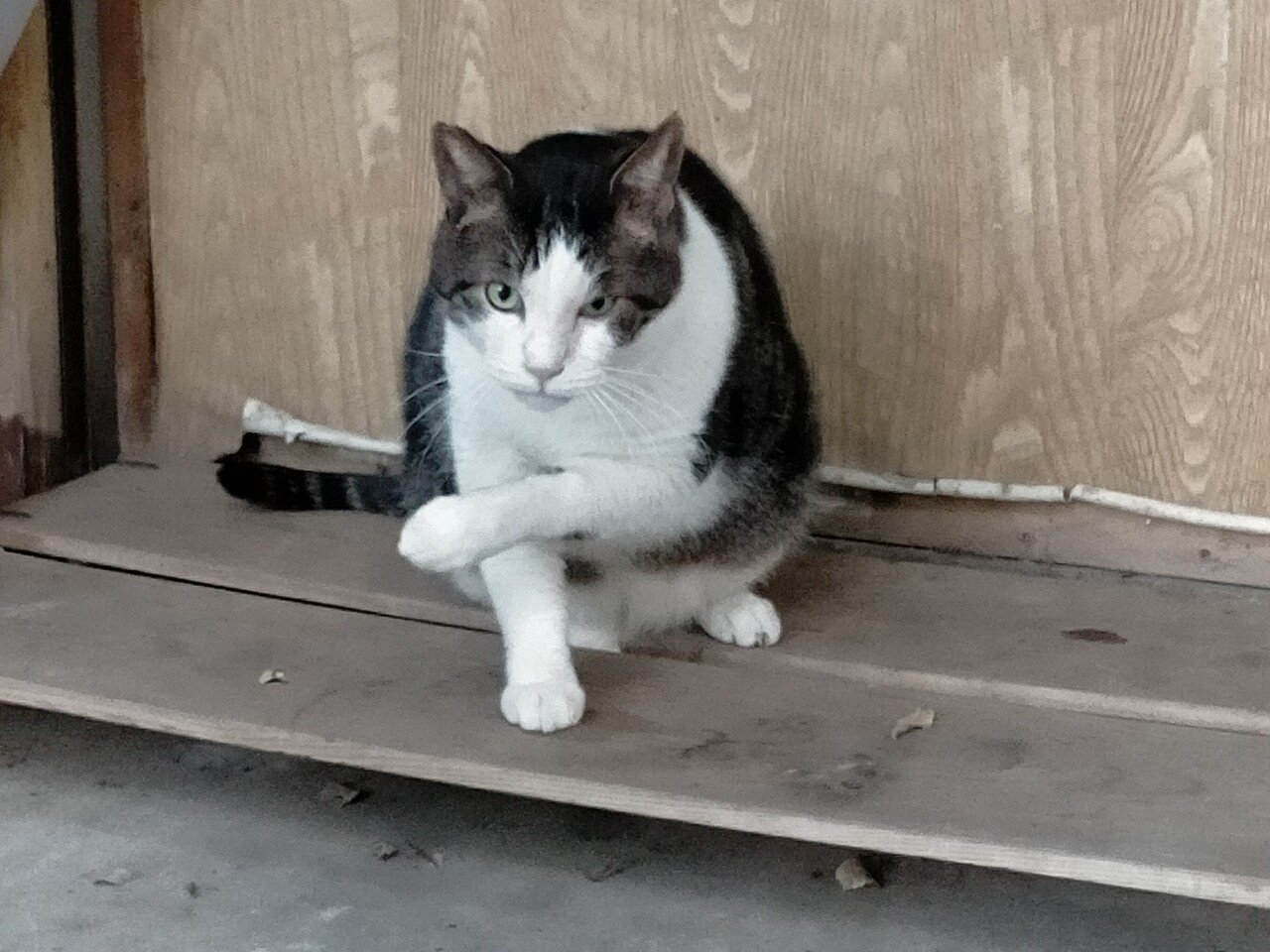 中山法華経寺の猫 21 11 3 Mayu Note