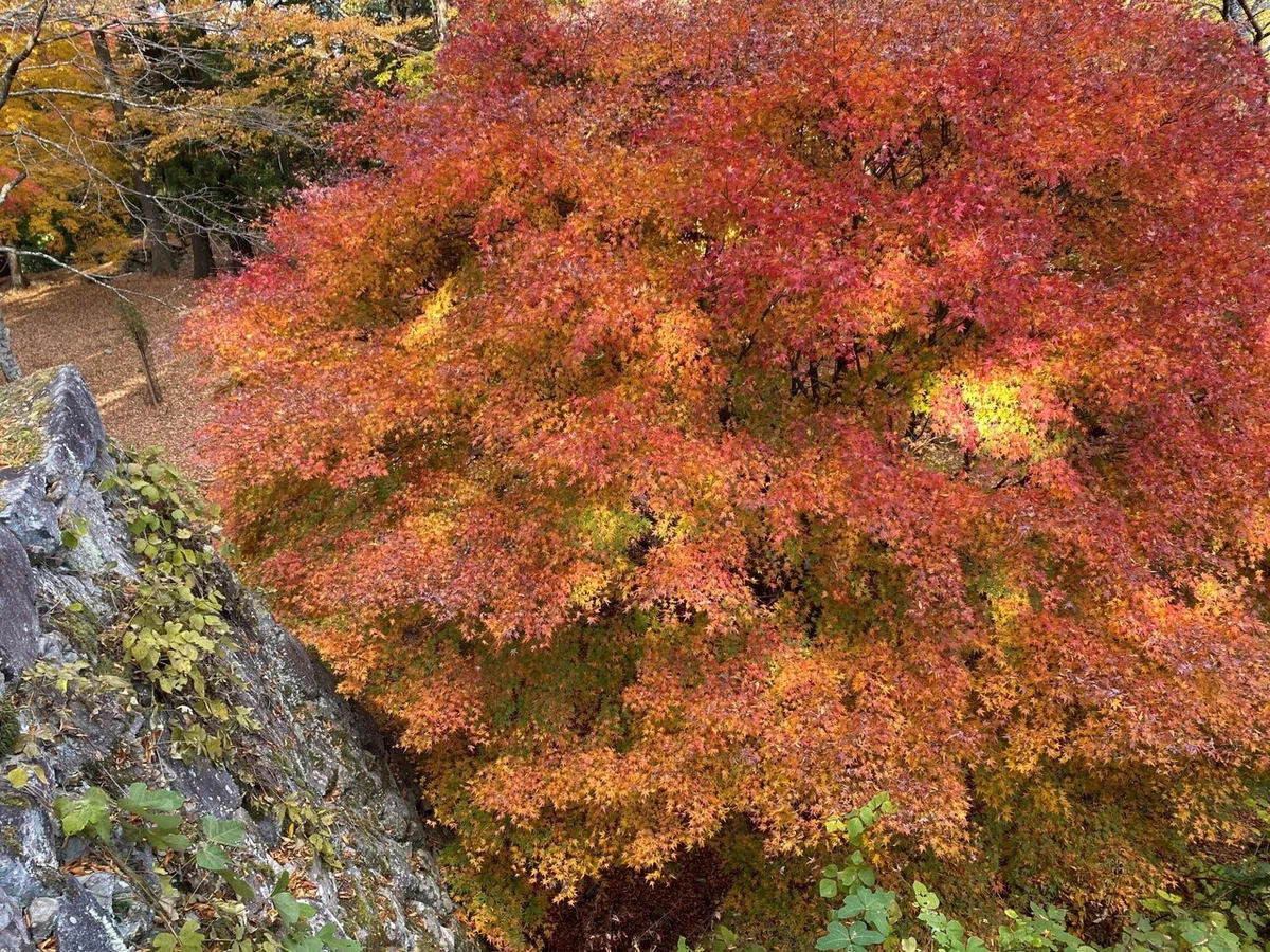 画像5