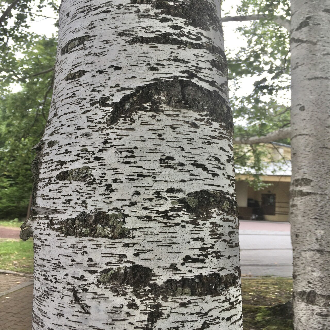 樹木図鑑 Vol 15 ダケカンバ お着替えはなるべく上品に Harunire0321 Note