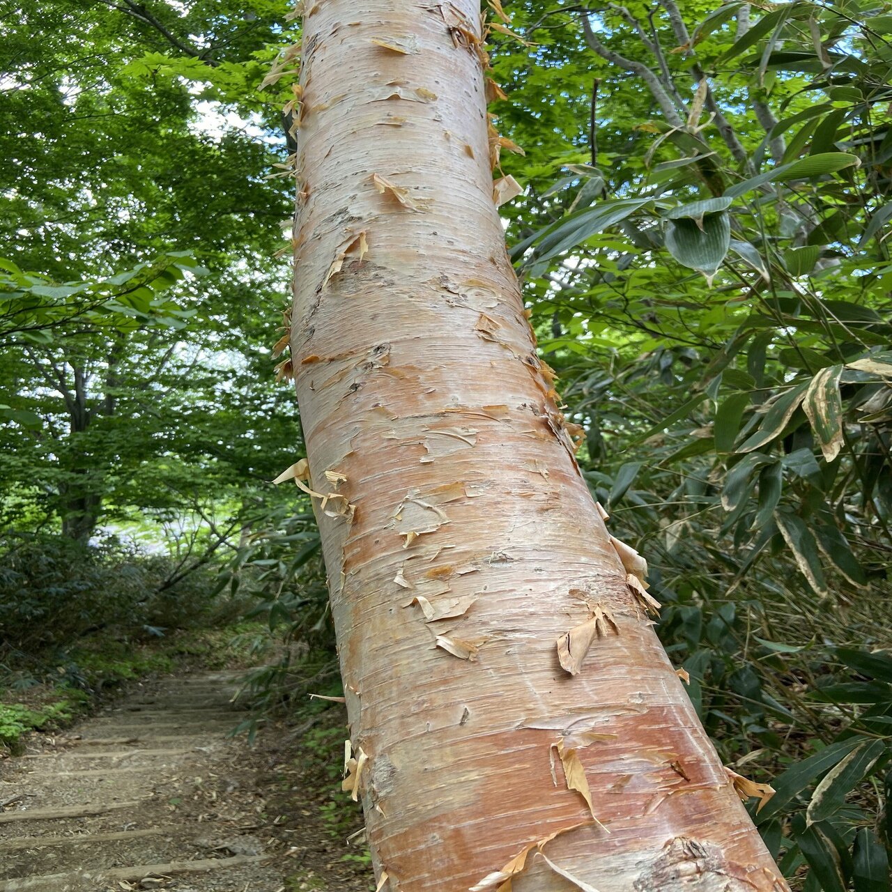 樹木図鑑 Vol 15 ダケカンバ お着替えはなるべく上品に Harunire0321 Note