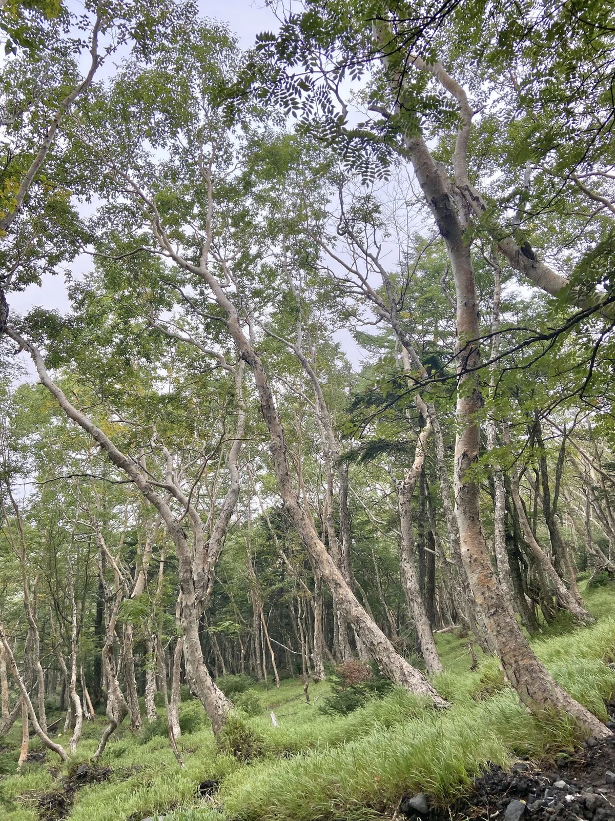 画像8