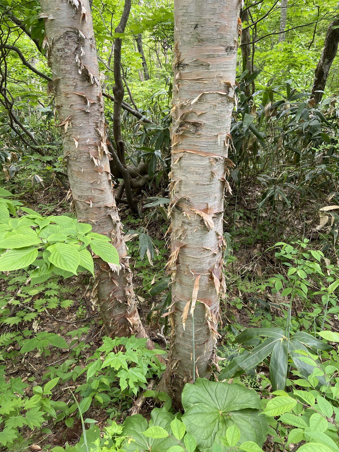 樹木図鑑 Vol 15 ダケカンバ お着替えはなるべく上品に Harunire0321 Note 樹木図鑑 Vol 15 ダケカンバ お着替えはなるべく上品に Harunire0321 Note