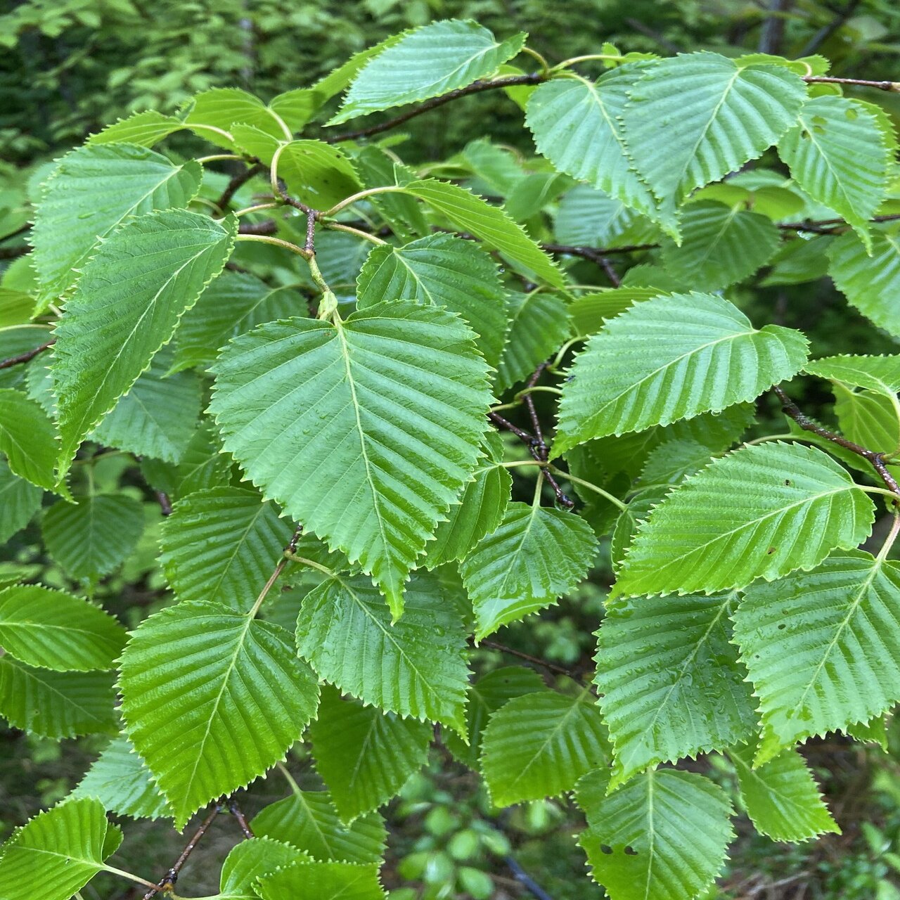 樹木図鑑 Vol 15 ダケカンバ お着替えはなるべく上品に Harunire0321 Note