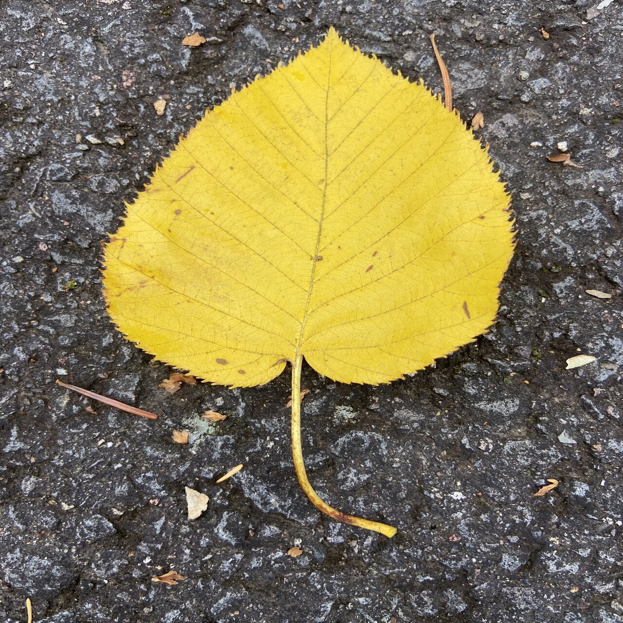 樹木図鑑 Vol 15 ダケカンバ お着替えはなるべく上品に Harunire0321 Note