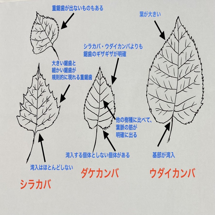 樹木図鑑 Vol 15 ダケカンバ お着替えはなるべく上品に Harunire0321 Note