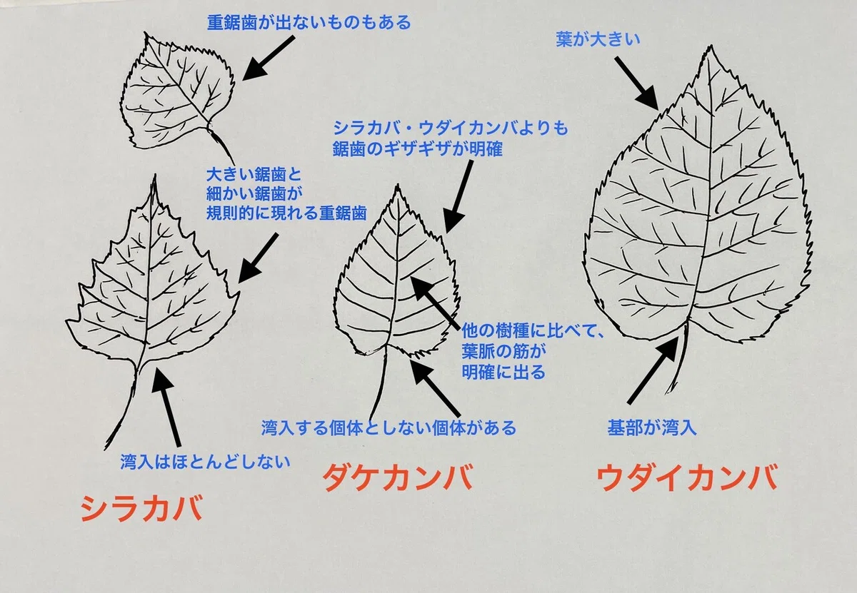 画像25