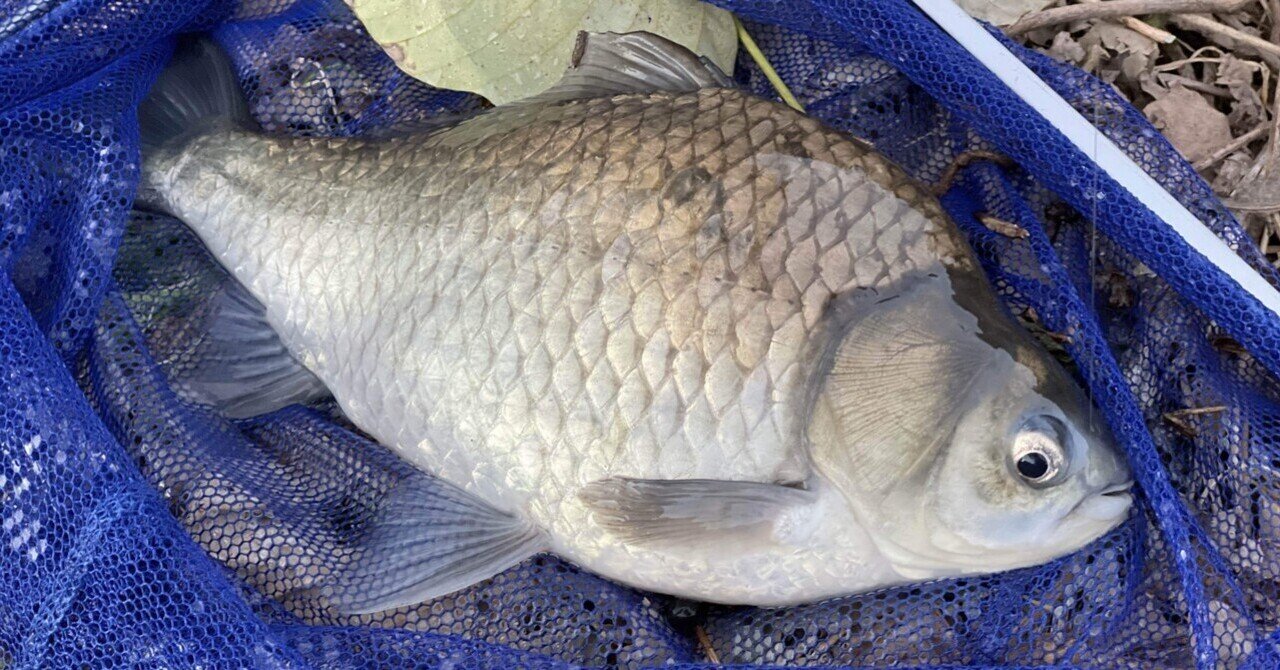 格安】グローデザインワークス G-FLAG 175 #GINBUNA G-FLAG 175 Fギル