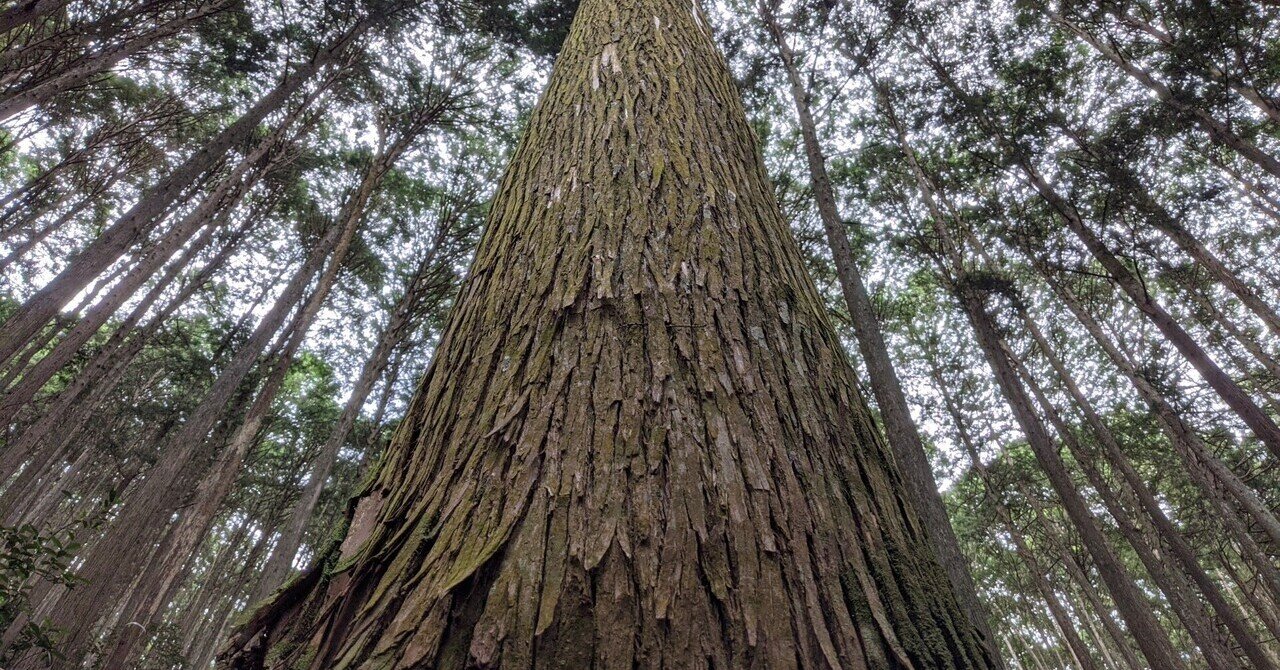 根張りとは 林業小倉丈一郎 Note
