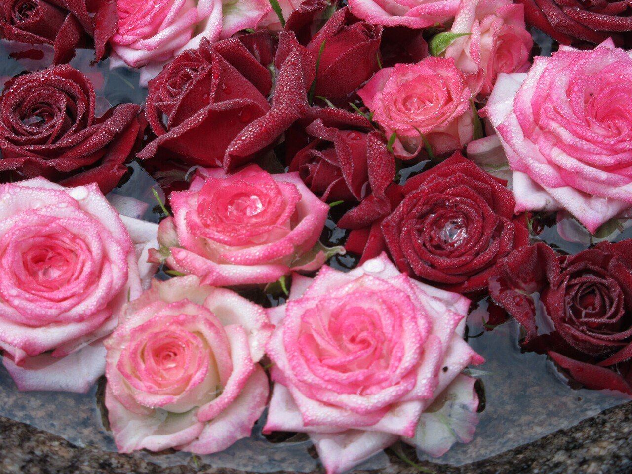 11月1日 和歌山県天野 丹生都比売神社の花手水 中岡 はじめ Note 11月1日 和歌山県天野 丹生都比売神社の花手水 中岡 はじめ Note