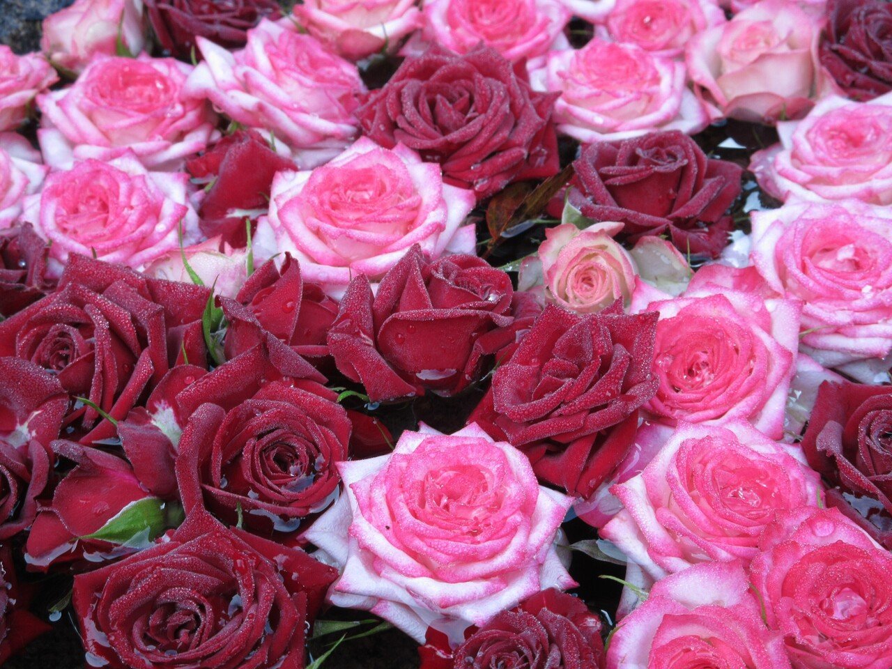 11月1日 和歌山県天野 丹生都比売神社の花手水 中岡 はじめ Note 11月1日 和歌山県天野 丹生都比売神社の花手水 中岡 はじめ Note