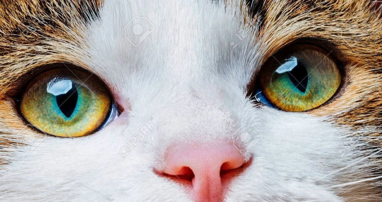 ご老人と猫目石の指輪｜inclusion みつい うみ