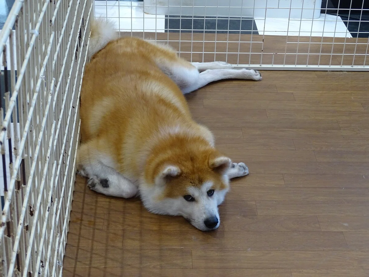 画像18