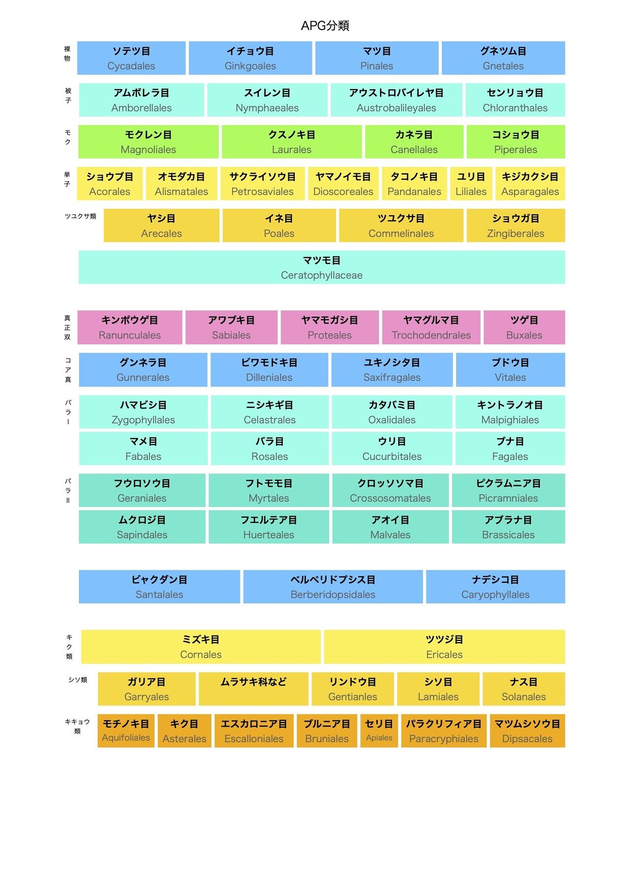 生物分類技能検定対策 Apg分類マップ 蝦夷栗鼠 Ezorisu Note