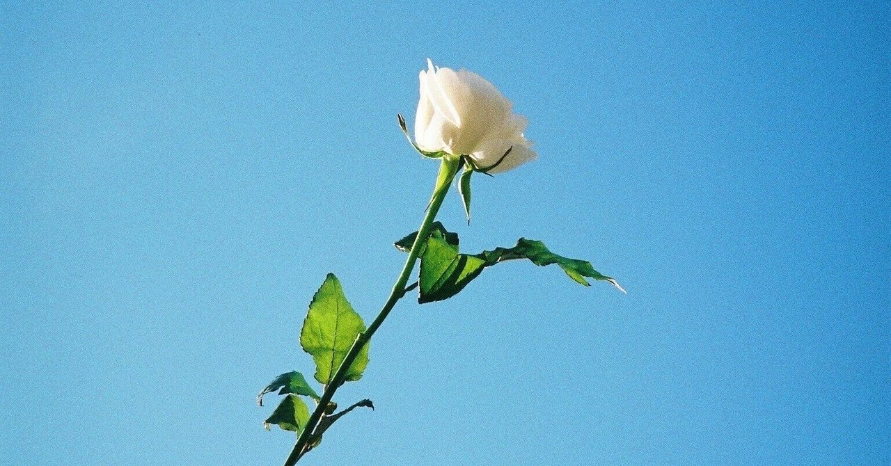 もしも願いが叶うなら 吐息を白いバラに変えますか からちゃん 島旅農園 ほとり Note もしも願いが叶うなら 吐息を白いバラに変えますか からちゃん 島旅農園 ほとり Note