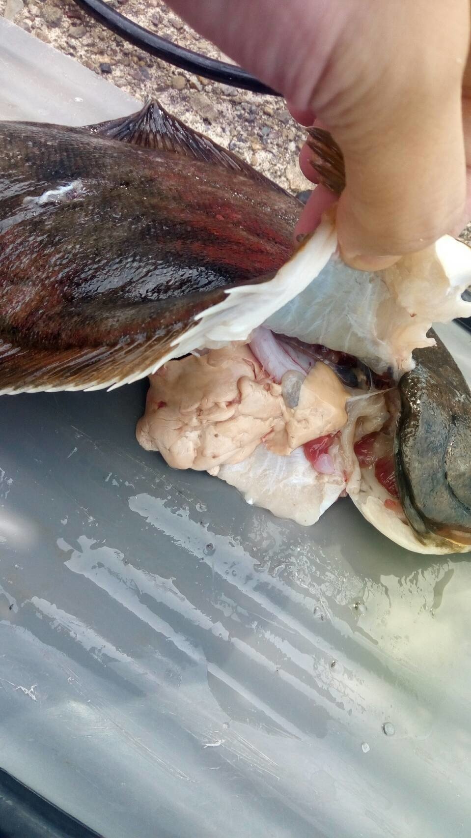 カレイの肝 魚突き これから始められる方へのお魚突き情報 Note カレイの肝 魚突き これから始められる方へのお魚突き情報 Note