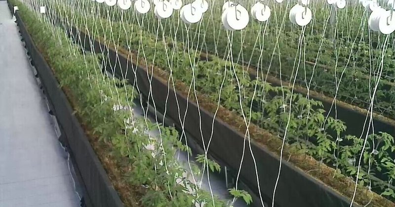 トマトのハウス栽培設備