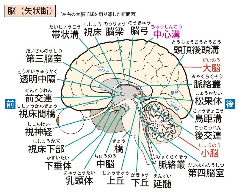 脳　解剖学