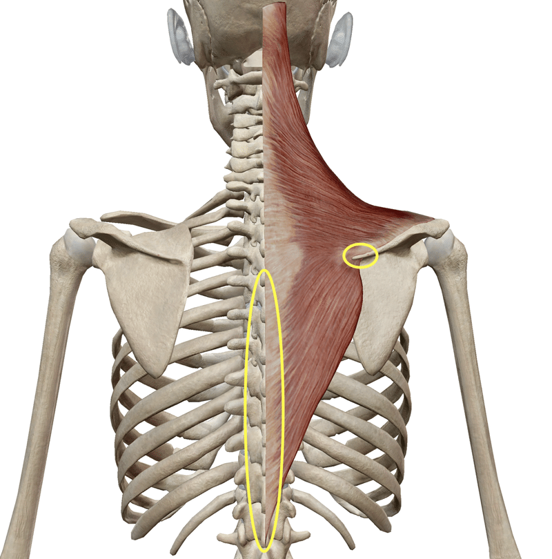 僧帽筋下部　起始・停止