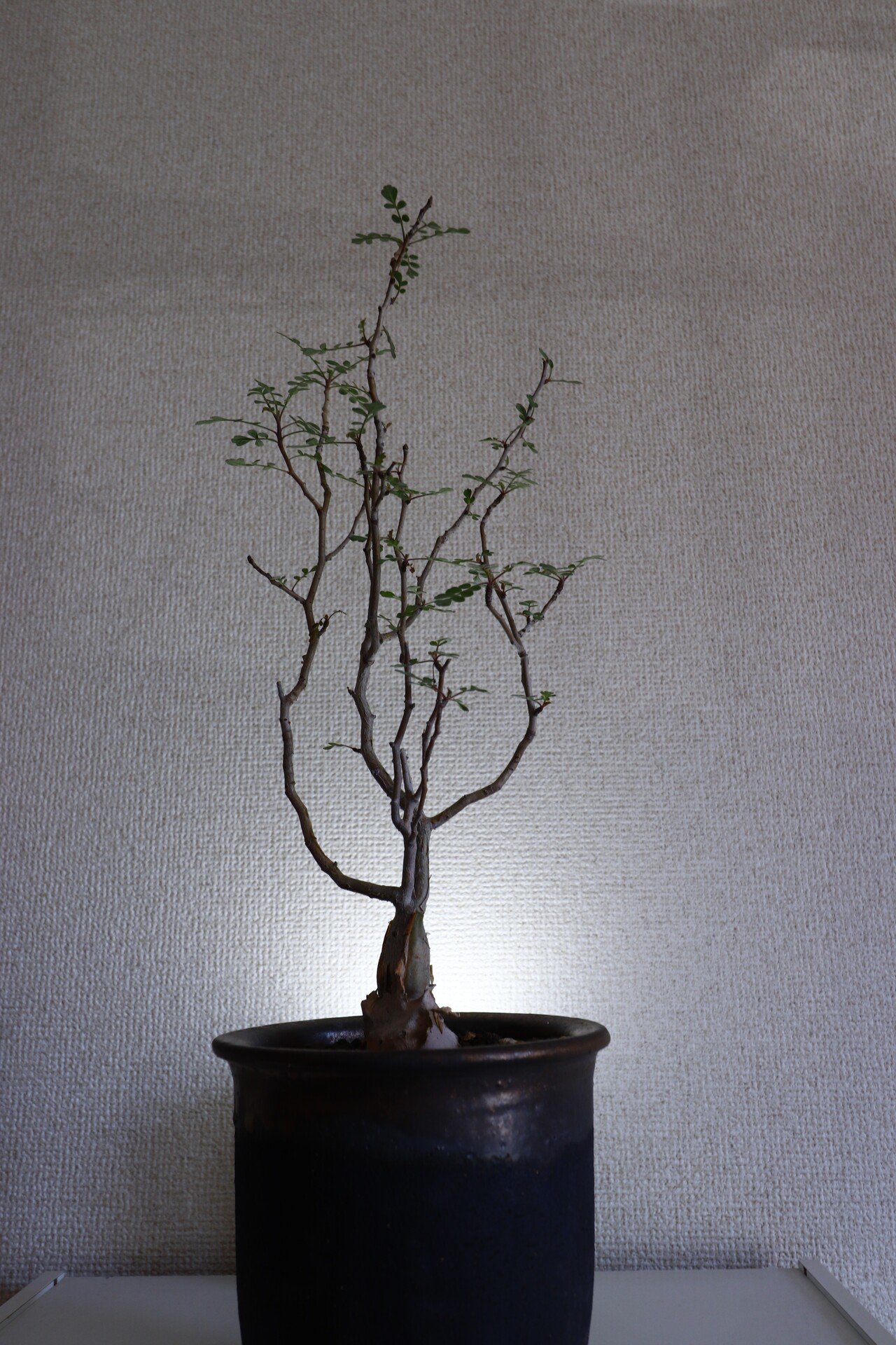 パキコルムス ディスカラー 象の木 実生 - 植物/観葉植物