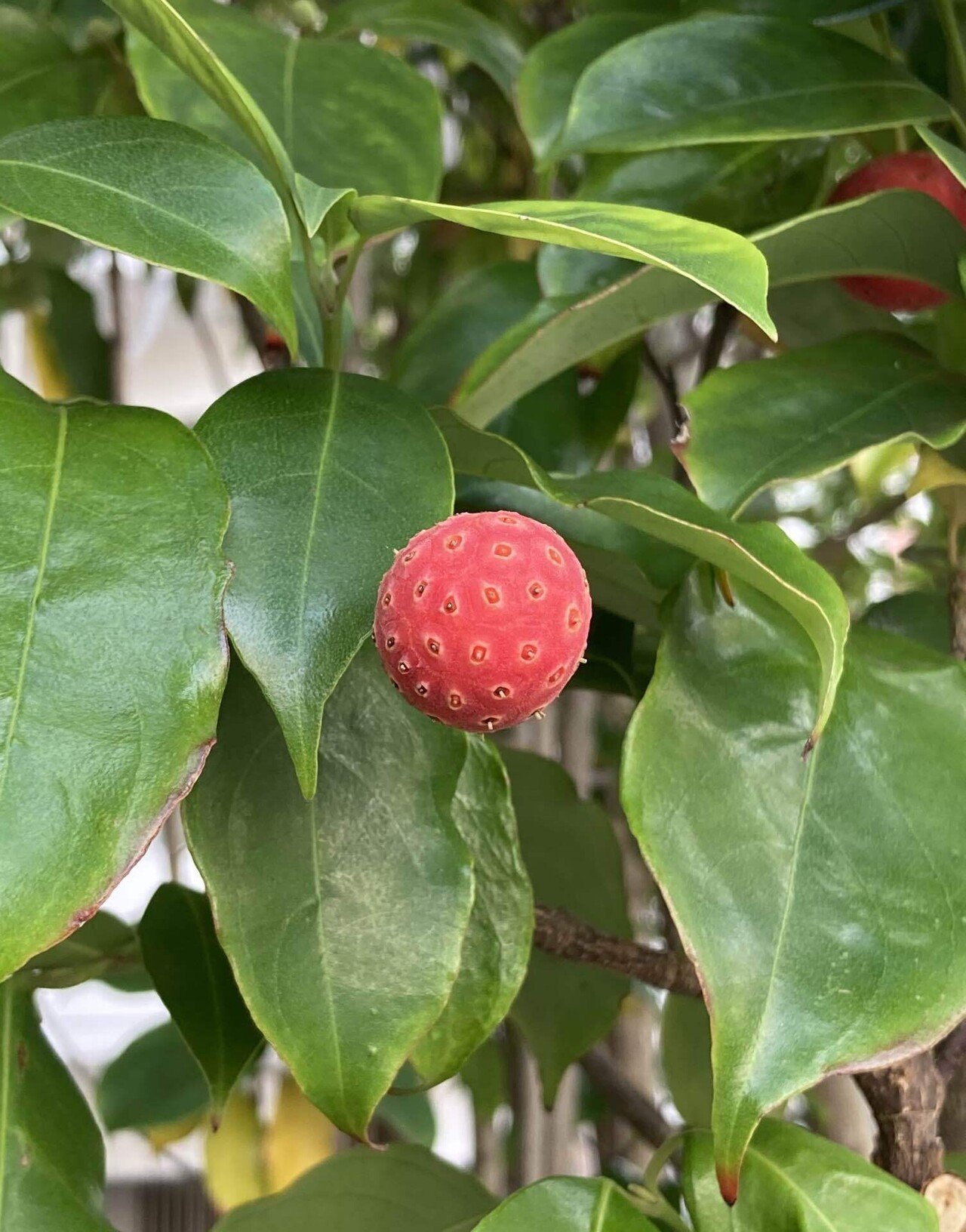ヤマボウシ おはようございます 何の実だろう 調べたらヤマボウシ 山法師 の実でした 白い花とイメージがつながりません ジャムや果樹酒にも加工できるとか それはそれとして細かい仕事が重なって 大 櫻田弘文 ブランディング プロデューサー Note