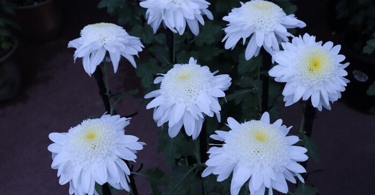 八千矛の神祭り月冬来る 川元一郎 Note