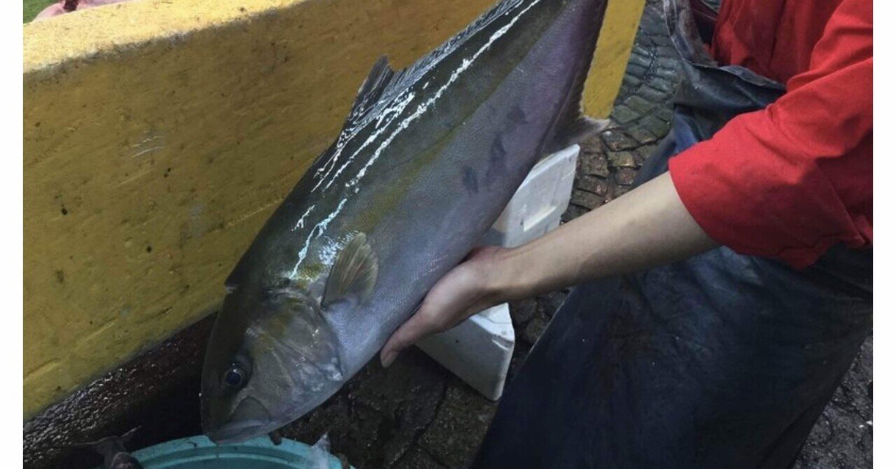 こんなにあるの 出世魚 ブリ の地域ごとの呼び名をまとめてみました By海鮮お取り寄せグルメecサイト豊洲市場公式 いなせり市場 豊洲市場公式 いなせり市場 の中の人 Note