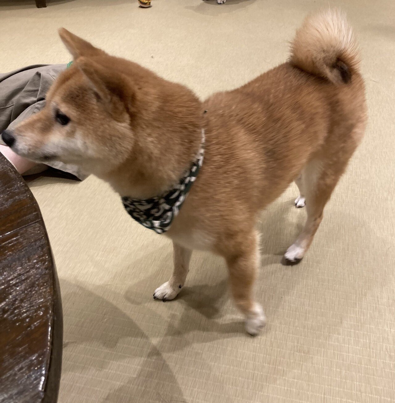 心から癒された初 豆柴カフェ 京すずらん Note 心から癒された初 豆柴カフェ 京すずらん Note