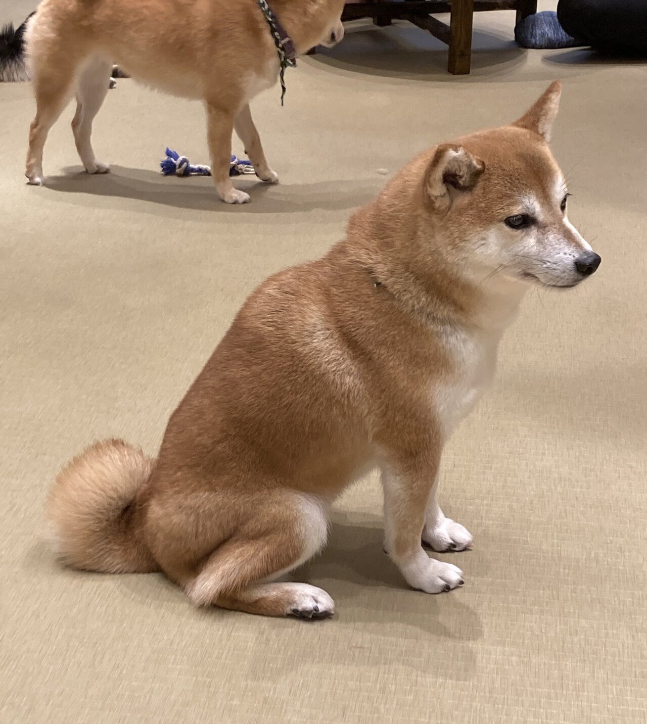 心から癒された初 豆柴カフェ 京すずらん Note 心から癒された初 豆柴カフェ 京すずらん Note