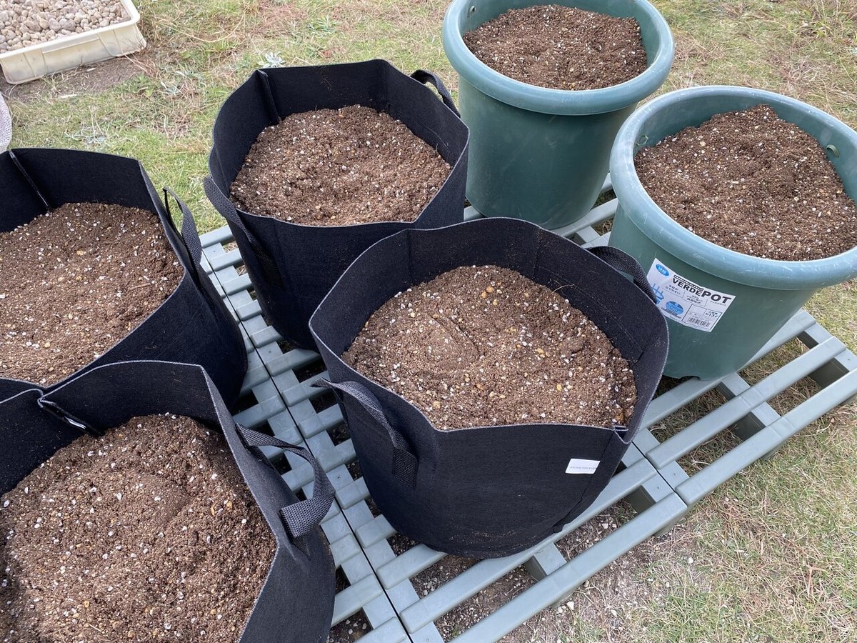 ポポーの樹、不織布ポット植え七号7年生以上【おすすめの果樹】