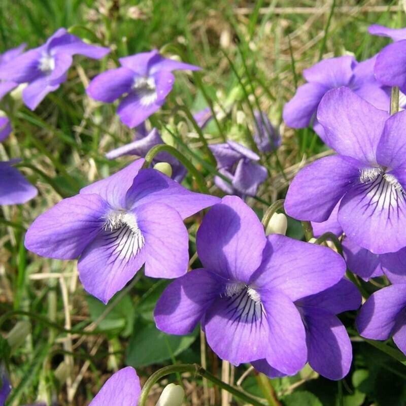 ヴァイオレット エヴァーガーデン外伝 を観る時に知っておきたい花言葉 虫圭 O W カエル 腸内細菌学 心理学 発信中 Note