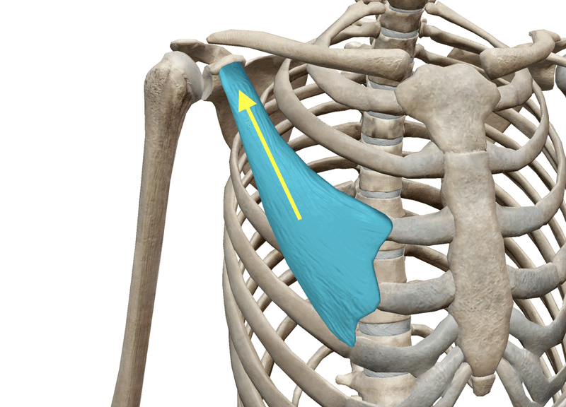 小胸筋のコピー