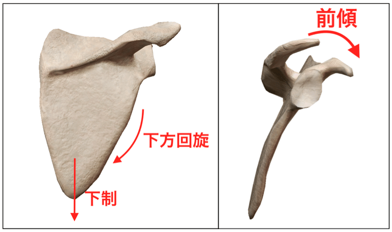 肩甲骨　前傾・下制・下方回旋