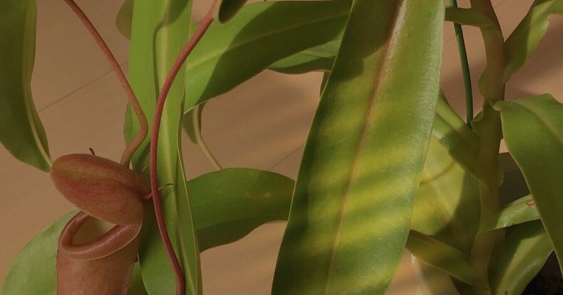 ウツボカズラ の新着タグ記事一覧 Note つくる つながる とどける