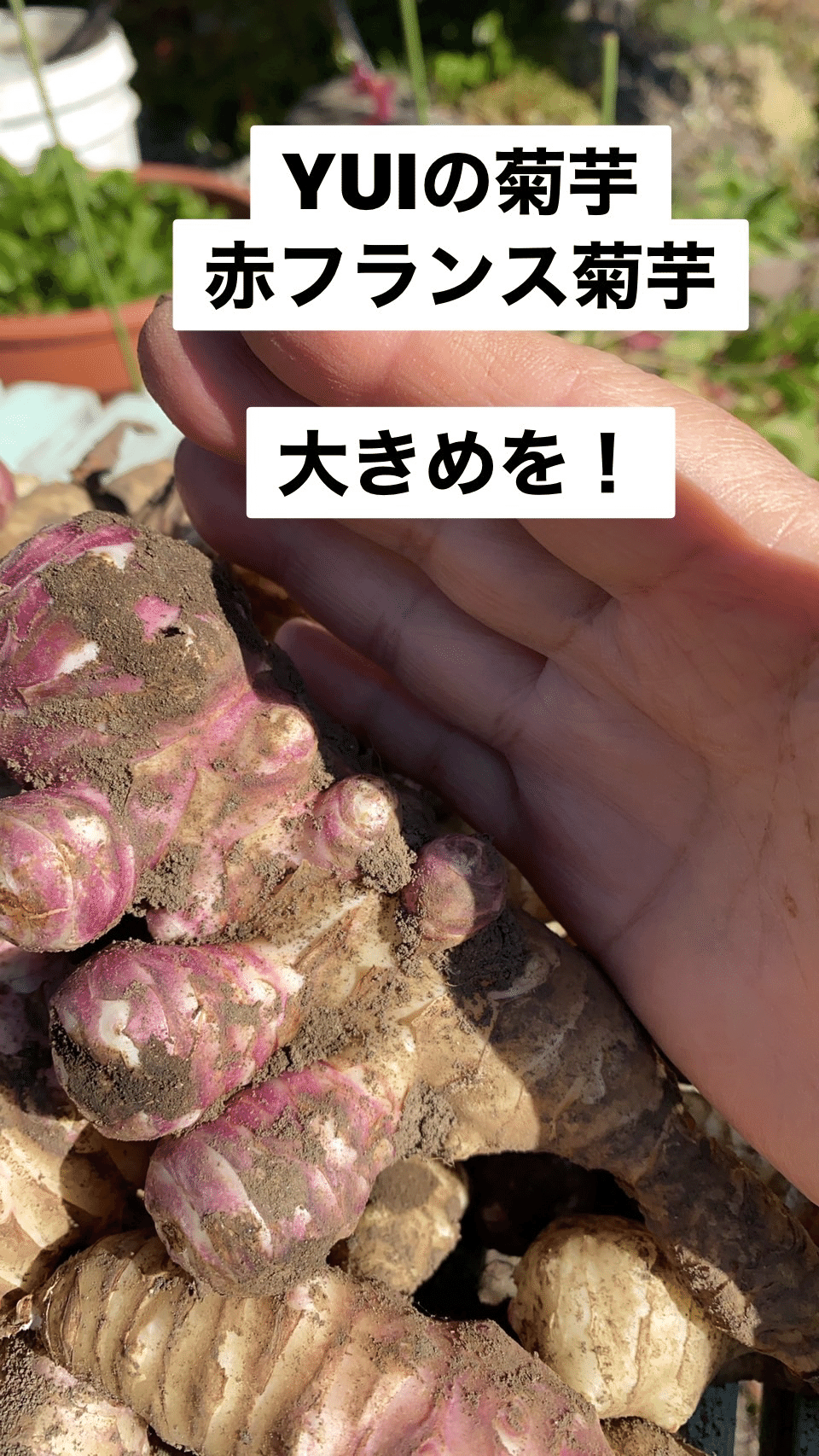 Let Jp Apps User 赤フランス菊芋初堀しました 沢山食べて 糖尿病 便秘 などなど なおしてね エミマ Note