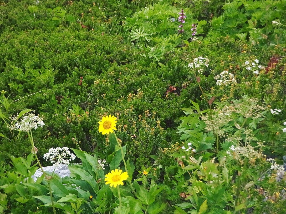 8月15日野口五郎周辺の花&nbsp;(3)