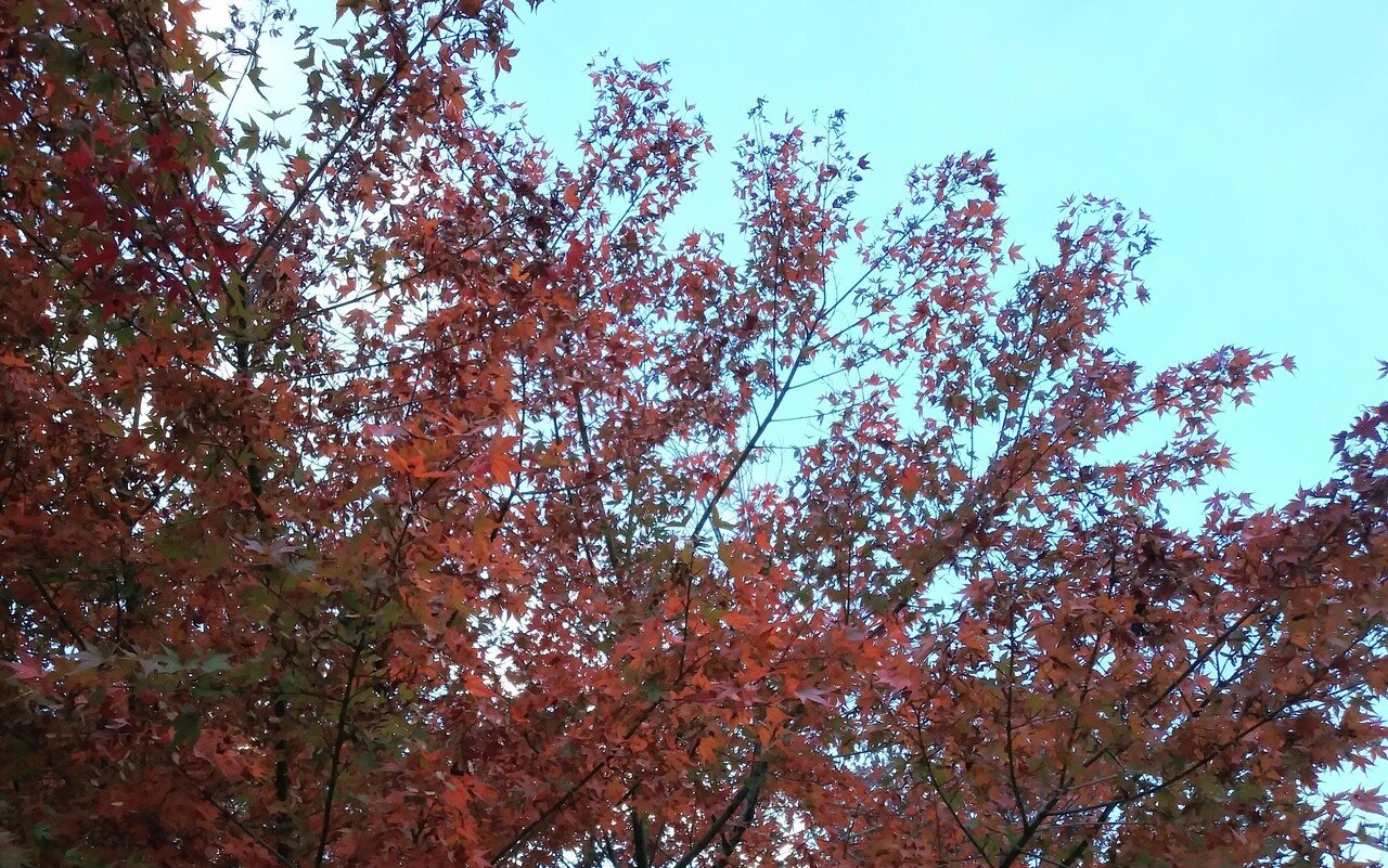 木の枝と青い空に地球を感じる 山根あきら Note