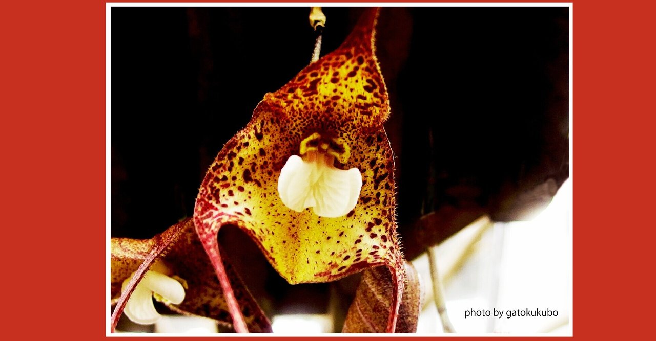 ドラクラギガス の新着タグ記事一覧 Note つくる つながる とどける