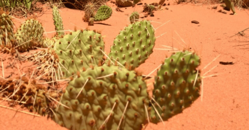 オテガル植物学 サボテンは喉が渇かない ゆu Note