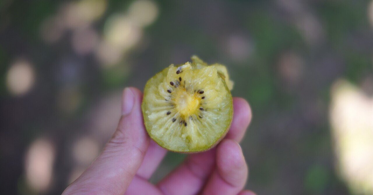 にしだ果樹園のゴールドキゥイが食べごろになってきました 根ざす生き方 ルーツピュアリィのブログ Note