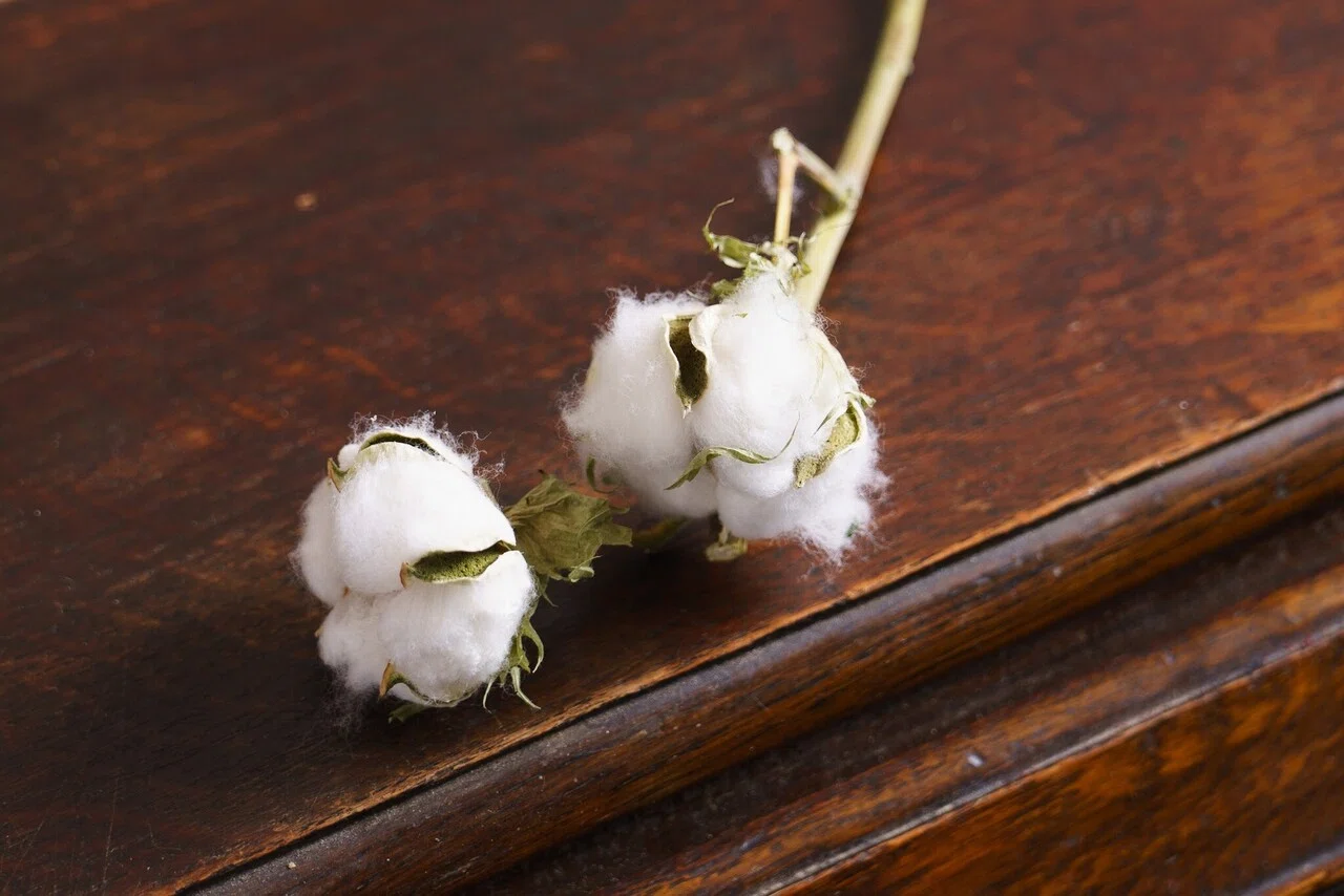 ドライフラワーにしやすいお花の定期便 １１月号 Greenpiece Note