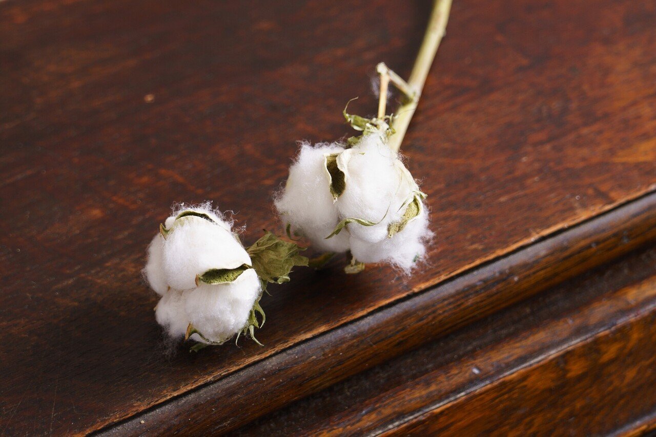 ドライフラワーにしやすいお花の定期便 11月号 Greenpiece Note ドライフラワーにしやすいお花の定期便 11月号 Greenpiece Note