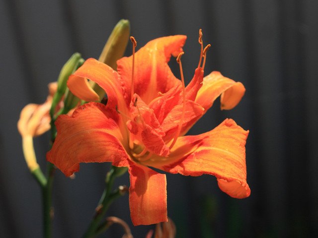 忘れ草 垣も繁みに植えたれど 醜（しこ）の醜草（しこくさ） なお恋にけり　（万葉集巻十二）