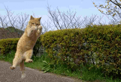 ジャンプーー猫