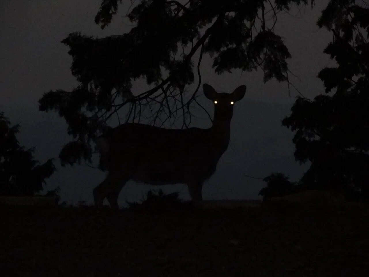 世界遺産完全ガイド「延暦寺比叡山」33年ぶり特別開扉!初開帳など随時