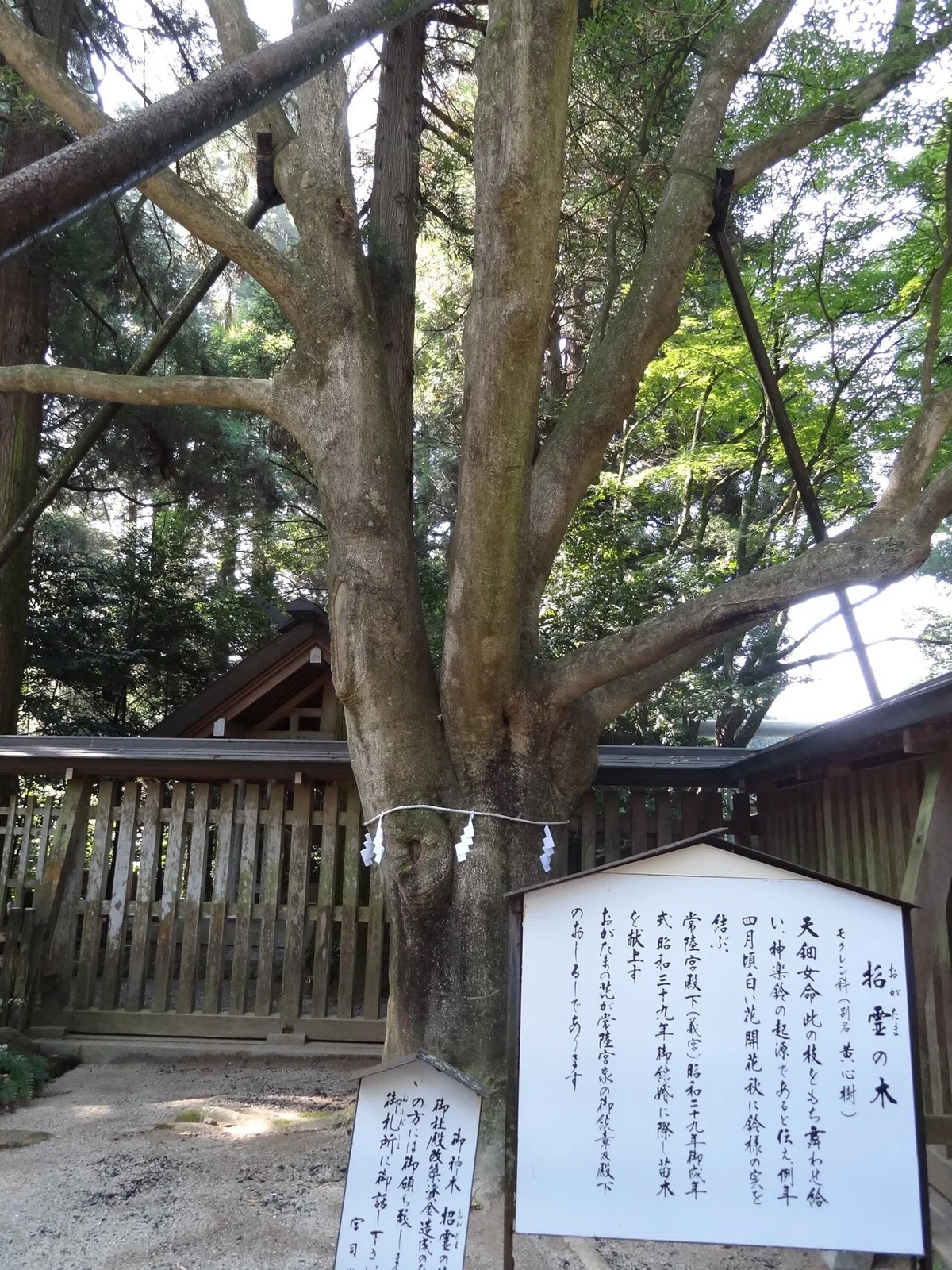 画像9