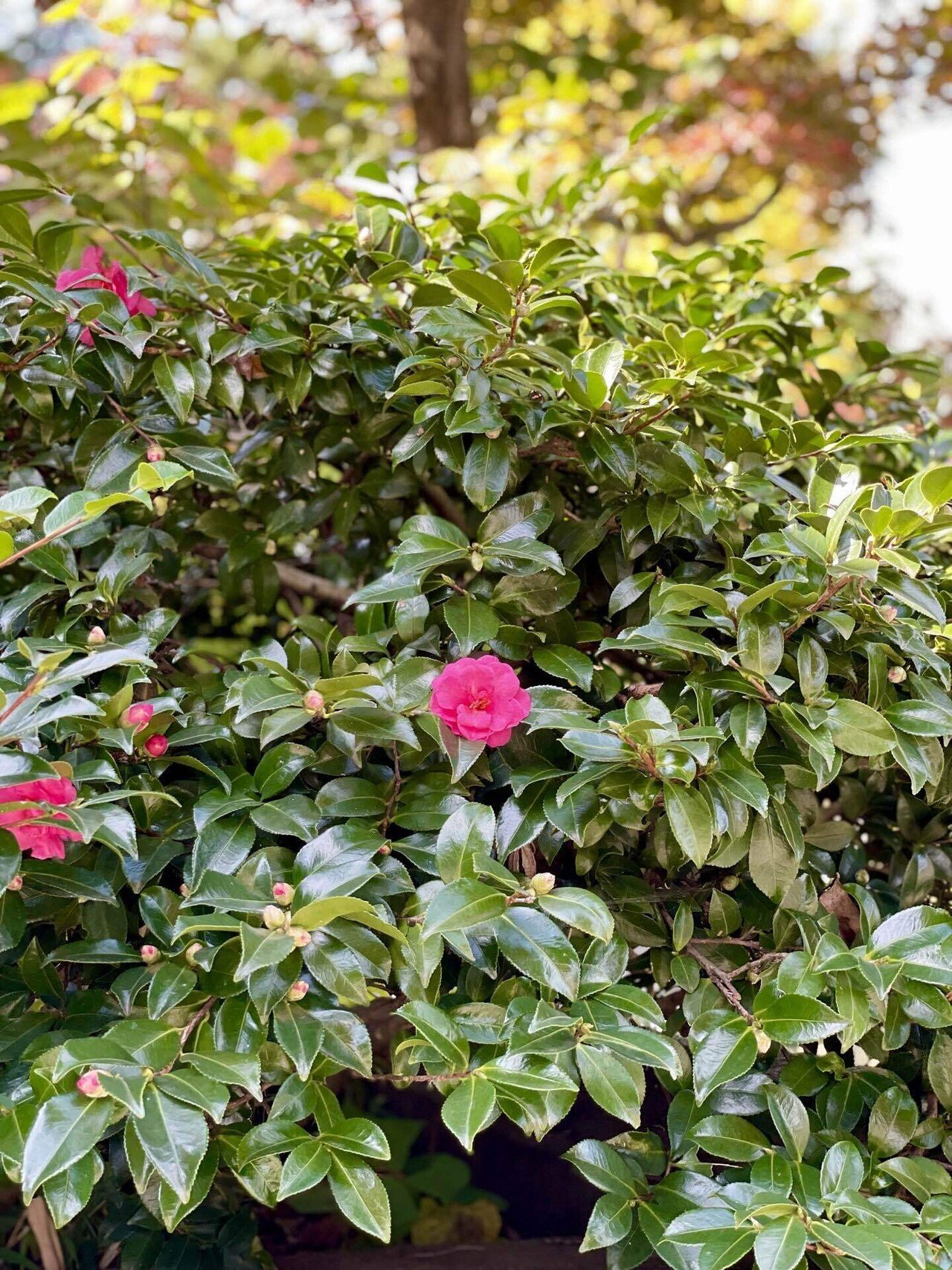 山茶始開 つばきはじめてひらく 11月7日 11月11日頃 Mana まな 旅と日々 Note