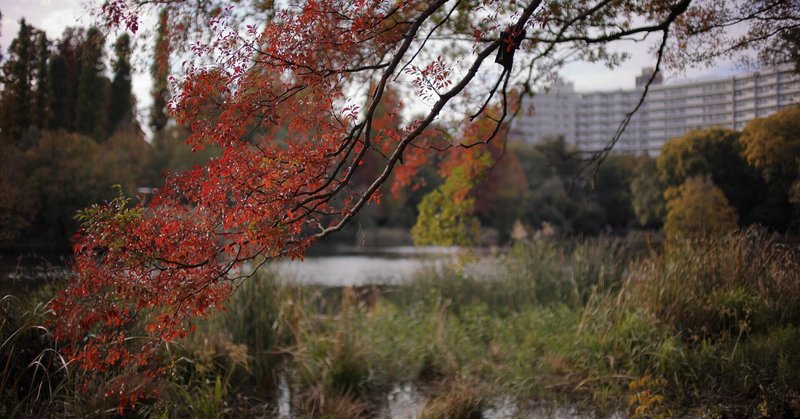 NOKTONと散歩7（井の頭公園）